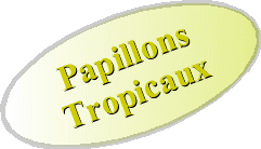 Les papillons tropicaux